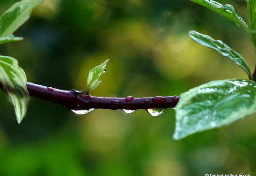09-04-19-flora-garten-39