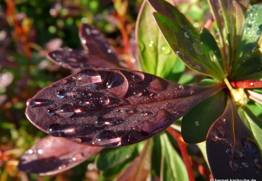 09-04-19-flora-garten-43