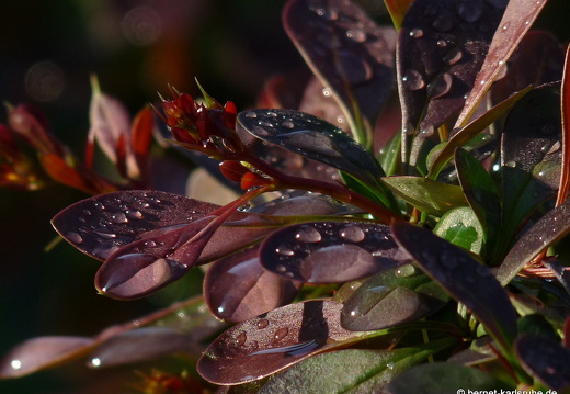 09-04-19-flora-garten-49