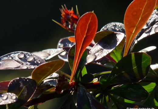 09-04-19-flora-garten-50