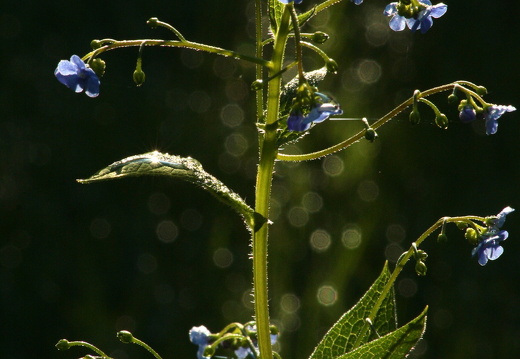 09-04-19-flora-garten-58