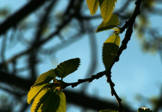09-04-19-flora-garten-80