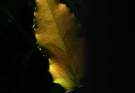 09-04-19-flora-garten-98