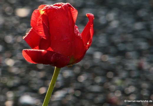 09-04-19-flora-kirche-67