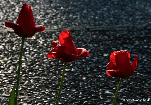 09-04-19-flora-kirche-68