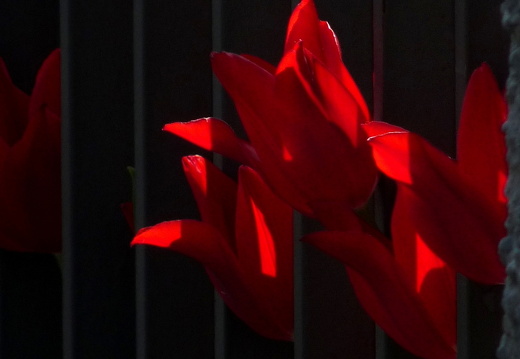 09-04-22-flora-tulpen-gartenzaun-4