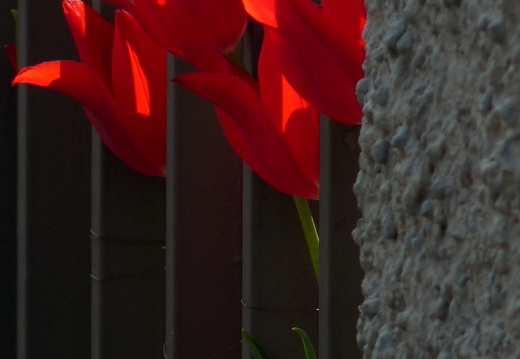 09-04-22-flora-tulpen-gartenzaun-5