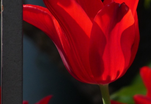 09-04-22-flora-tulpen-gartenzaun-14