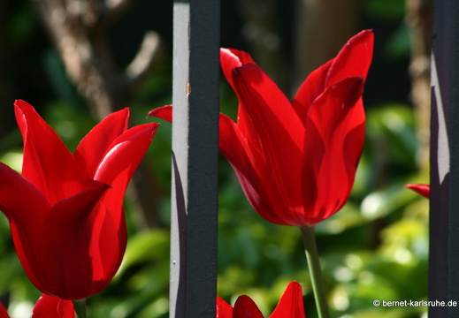 09-04-22-flora-tulpen-gartenzaun-22