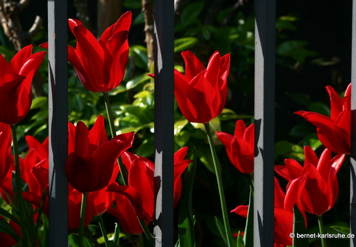 09-04-22-flora-tulpen-gartenzaun-23