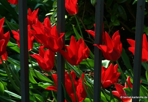 09-04-22-flora-tulpen-gartenzaun-30