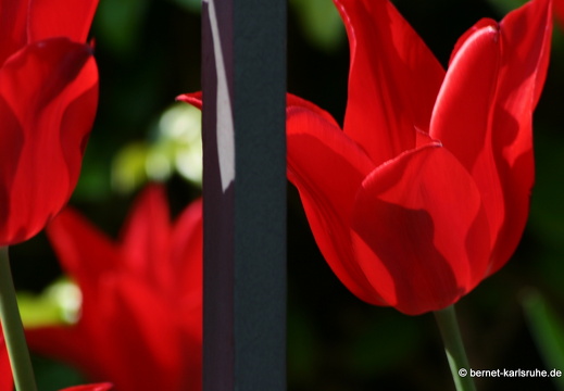 09-04-22-flora-tulpen-gartenzaun-36