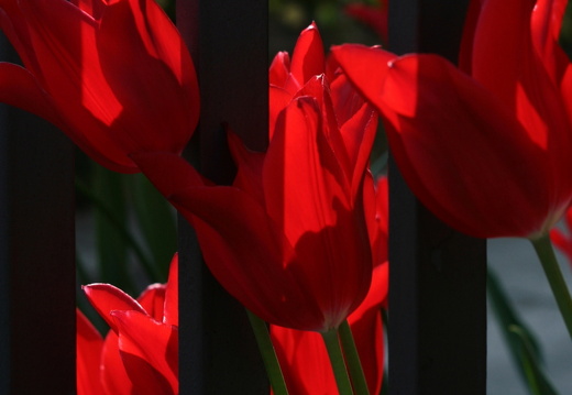 09-04-22-flora-tulpen-gartenzaun-31