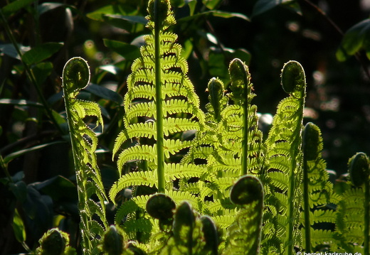 09-04-24-flora-farn-7