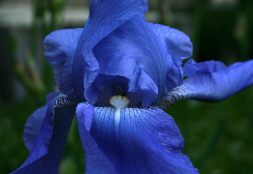 09-05-10-zuhause-flora- 051
