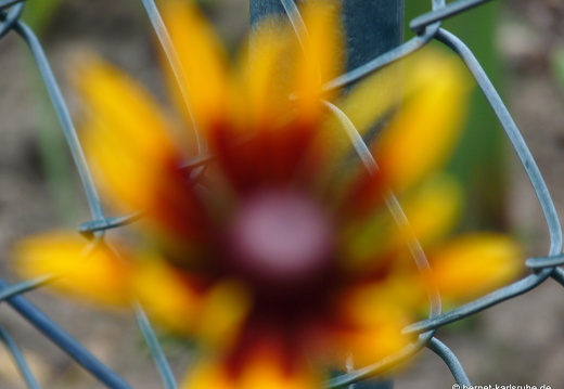 09-06-14-oberer-see-30