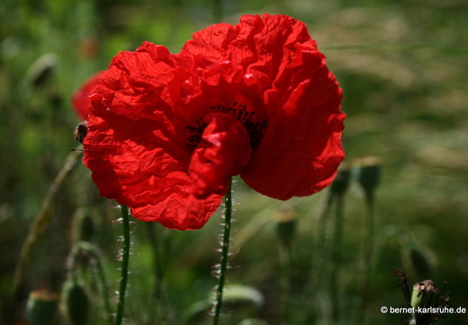 09-06-16-jva-garten-239