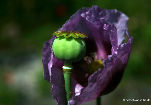 09-06-16-jva-garten-236