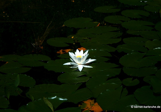 09-06-16-jva-garten-243