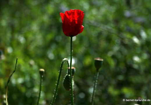 09-06-16-jva-garten-247