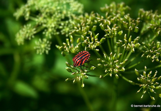 09-06-16-jva-garten-252