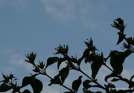 09-06-18-jva-garten- 096