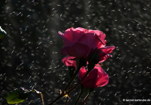 09-06-26-oberersee 025