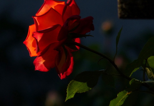 09-06-26-oberersee 050