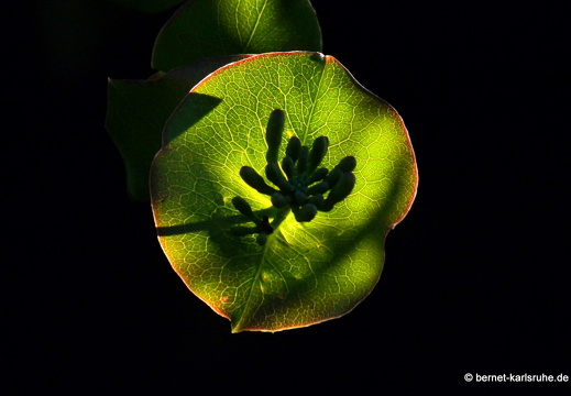 09-06-26-oberersee 057