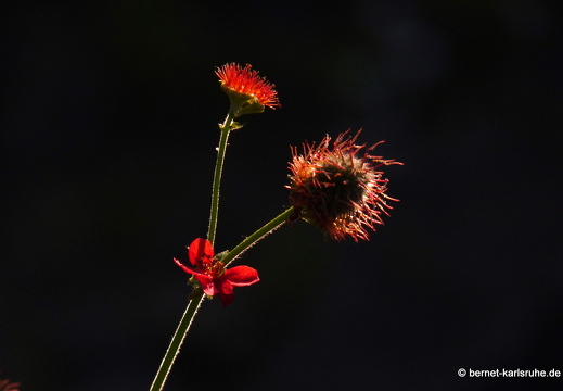 09-06-26-oberersee 064