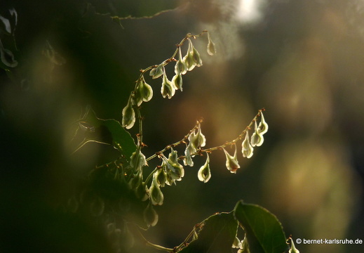 09-07-01-ums-staedt-klinikum 122
