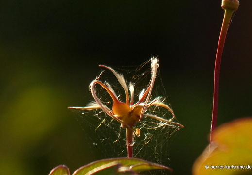 09-09-06-ludwig-marum-strasse 039