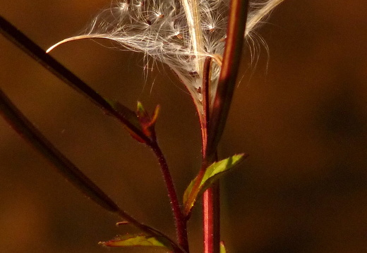 09-09-08-jva-garten- 004
