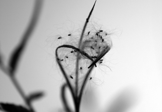 09-09-08-jva-garten- 061