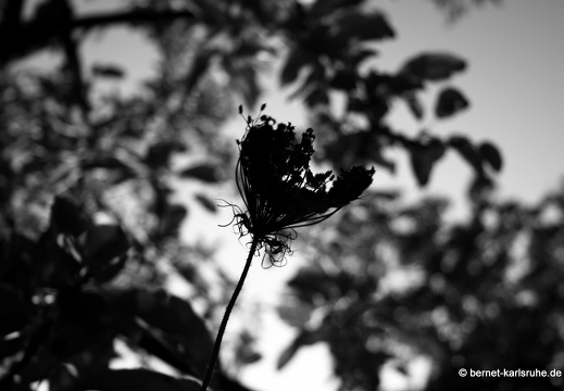 09-09-08-jva-garten- 074