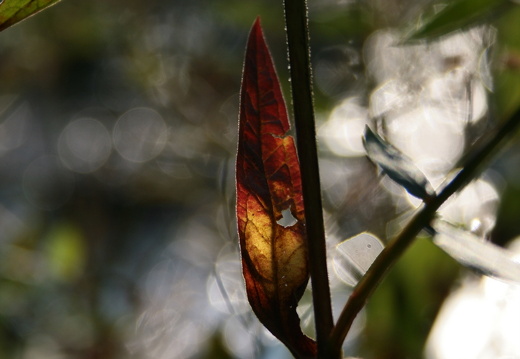 09-09-08-jva-garten- 075