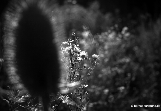 09-09-08-jva-garten- 083