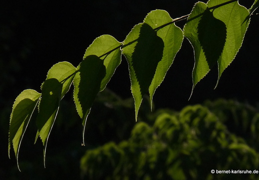 09-09-09-jva-garten- 066