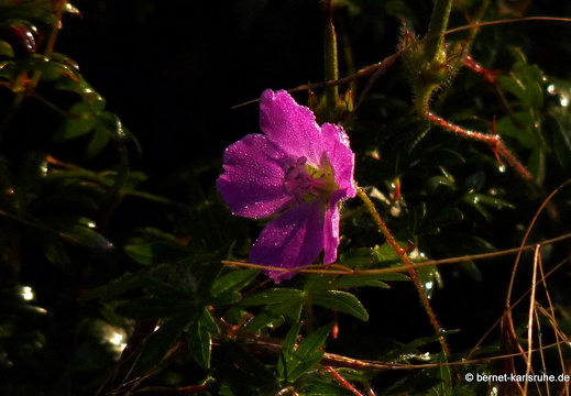 09-09-09-jva-garten- 074