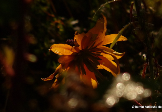 09-09-09-jva-garten- 078