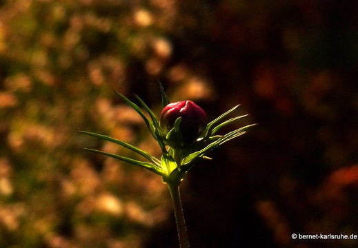 09-09-09-jva-garten- 124