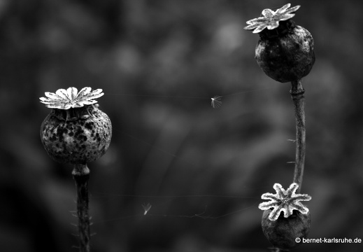 09-09-11-jva-garten- 165