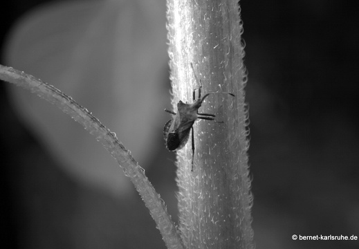 09-09-11-jva-garten- 181