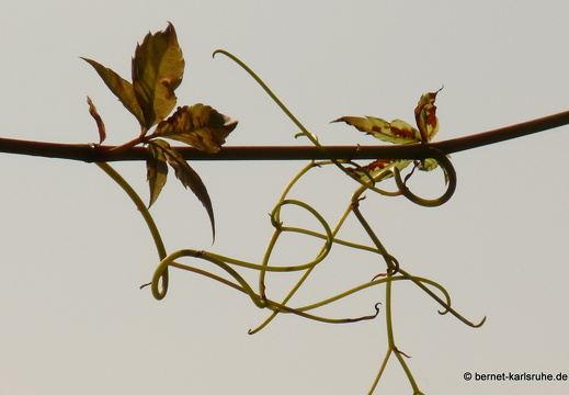 09-09-20-schlossgarten- 094