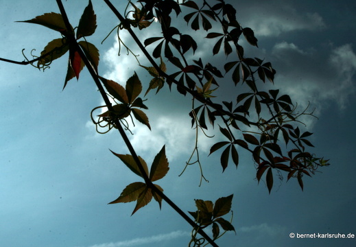 09-09-20-schlossgarten- 235