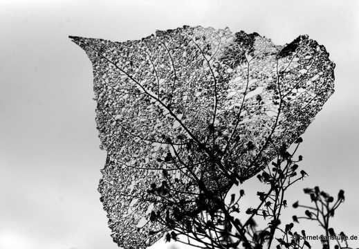 09-09-21-jva-garten-47