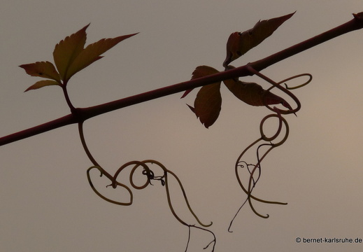 09-09-21-schlossgarten- 036