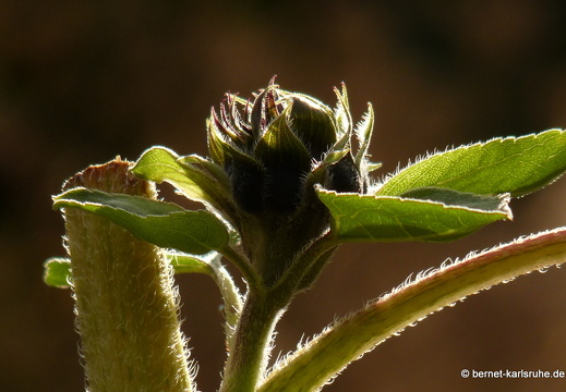09-10-13-jva-garten 019