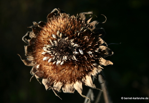 09-10-13-jva-garten 125