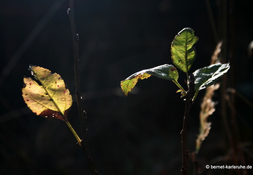 09-10-13-jva-garten 128